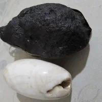 مهره اصل