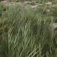 خار بیده تخمی سوز
