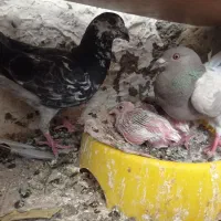 دورگ سر جوجه