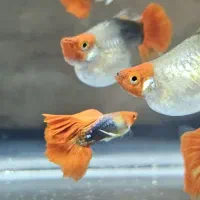 بچه گوپی کوی بالن استثنایی