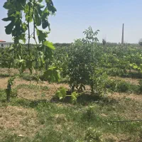 باغ ویلا