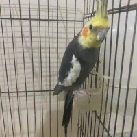 عروس هلندی