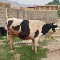 گاو و گوساله آبستن