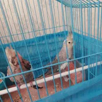 دو عدد عروس هلندی.جفت نر و ماده