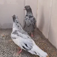 کبوتر جفت کوهی دم سفید