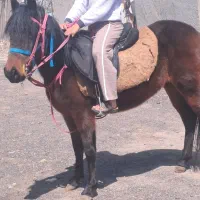 مادیون خزری