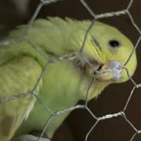 مرغ عشق دو ماه