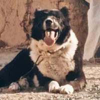 سگ قهدریجانی