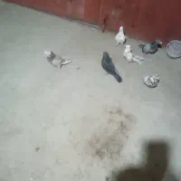 کفتر|پرنده|چالدران, |دیوار