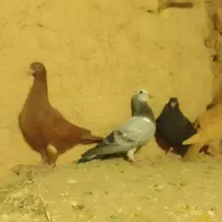 ۵عدد جوجه