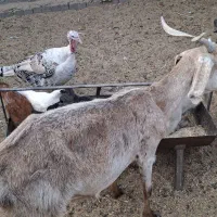 فروش بز با دو کره و آبستن