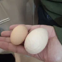 تخم مرغ قشلاق مغانلو بالاتر از شهرک