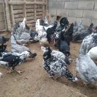 تخممرغ  نطفه دار گلین