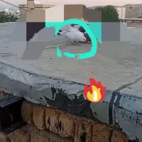 توضحات رو بخونیت کبوتر تارشوده