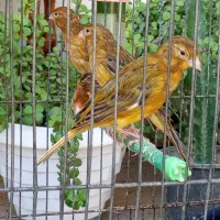 تعدادی جوجه قناری سبز و سرخ و شتری