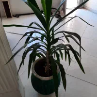 گل و گیاه
