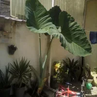 بابا ادم بزرگ