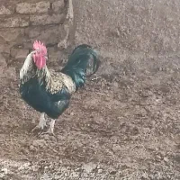 خروس|حیوانات مزرعه|نیشابور, فضل|دیوار