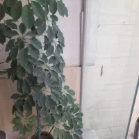 گل شفلر