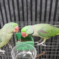 شاه طوطی نر و ماده