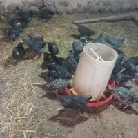 جوجه آمروک سه ماهه