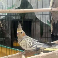 جوجه عروس هلندی ۲ماهه و ۴ماهه