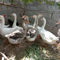 فروش۱۱ عددغاز اکراینی،قوغاز و دورگ اکراینی و قوغاز
