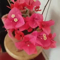 گل وگیاه