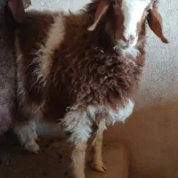 ۱ راس بره نر ایوان