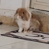 واگذاری خرگوش لوپ ۱سال و نیمه نر