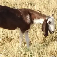 بز شیرا