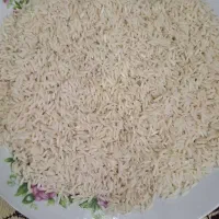 برنج هاشمی دارو دشت فریدونکار، کشت اول و کشت دوم
