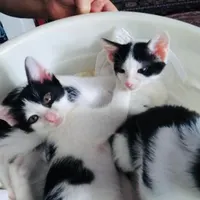 بچه گربه دو ماهه|گربه|لاهیجان, کوی آزادگان|دیوار