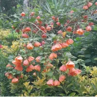 گل آبیتیلون نارنجی و قرمز فروش تکی و عمده