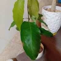 گیاه انبه