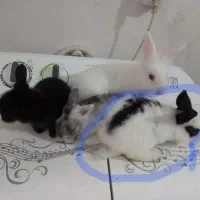 یک عدد خرگوش فروشی