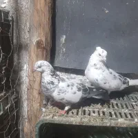 کبوتر