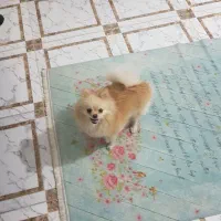 سگ پامر اصل نژاد دار