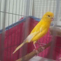 قناری ماده درشت آماده