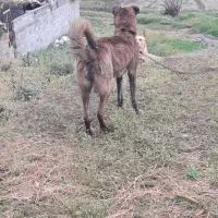 سگنگهبان|سگ|نگین شهر, |دیوار