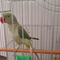 شاه طوطی