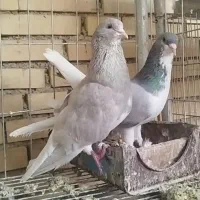 سه جفت کبوتر جفتگاه شهری سرور یال گلدار و الماسی