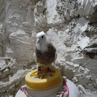 کبوتر طوقی
