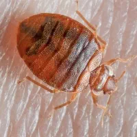 سمپاشی ساس با ضمانت ۲ ساله سم پاشی سوسک ریز