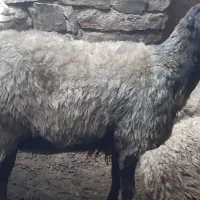 گوسفند گوشتی