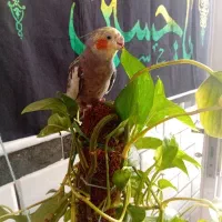 عروس هلندی