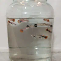 بچه ماهی گوپی