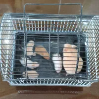 انواع همستر خانگی