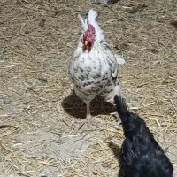 فروش مرغ و خروس و جوجه گلین درجه یک نژاد برتر
