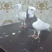 کفتر رنگی طوقی الماسی